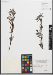 Foto von Salix purpurea L.